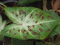 Caladium bicolor or qeen of leaves in pot