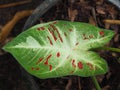 Caladium bicolor or qeen of leaves in pot