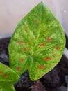 Caladium bicolor or qeen of leaves in pot