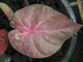 Caladium bicolor or qeen of leaves in pot