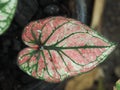 Caladium bicolor or qeen of leaves in pot