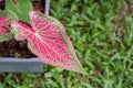 Caladium bicolor or Queen of the leafy plants in a plastic potted placed on the grass in the garden. Heart of Jesus. Selective Royalty Free Stock Photo