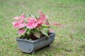 Caladium bicolor or Queen of the leafy plants in a plastic potted placed on the grass in the garden. Heart of Jesus. Selective Royalty Free Stock Photo