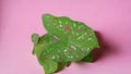 Caladium bicolor spotted and red green and white. There are colorful patterns on the beautiful leaves