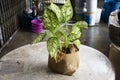 Caladium bicolor tree and Colocasia with Alocasia plant in sack bag treepot on marble stone table at patio front home in