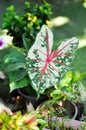Caladium, Caladium Bicolor Vent or Caladium bicolor Royalty Free Stock Photo