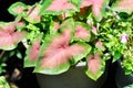 Caladium, Caladium Bicolor Vent or Caladium bicolor or pink and green leaf Royalty Free Stock Photo