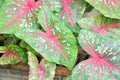 Caladium, Caladium Bicolor Vent or Caladium bicolor Royalty Free Stock Photo