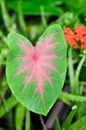 Caladium, Caladium Bicolor Vent or Caladium bicolor Royalty Free Stock Photo