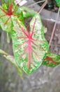Caladium, Caladium Bicolor Vent or Caladium bicolor Royalty Free Stock Photo