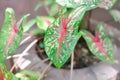 Caladium, Caladium Bicolor Vent or Caladium bicolor Royalty Free Stock Photo