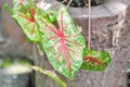 Caladium, Caladium Bicolor Vent or Caladium bicolor Royalty Free Stock Photo