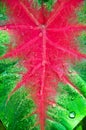 Caladium bicolor with water drop on leaf