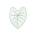 Caladium Candidum, white leaf with green streaks