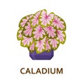 Caladium. Decorative houseplant in pot. Florist indoor tree or interior flowerpot. Vector illustration