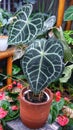 Caladium Family Plant with Big Green Leaves