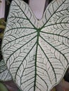 Caladium flower. As an ornamental plant that mothers like. there are many varieties.