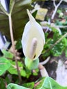 Caladium Flower