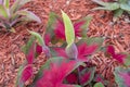 Caladium Flower Buds