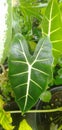 Caladium flower