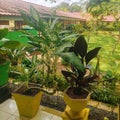 caladium flower plants