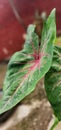 Caladium Flower Water Drop