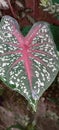 Caladium galaxy Flower in love