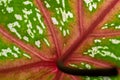 Surface of caladium leaves found in Indonesia Royalty Free Stock Photo