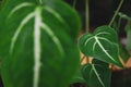 Caladium. Green leaves caladium with white line. Exotic ornamental plant. Green plant