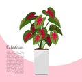 Caladium indoor plant in pot banner