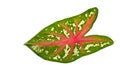 Caladium leaf Royalty Free Stock Photo