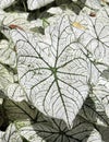 Caladium Leaf Royalty Free Stock Photo