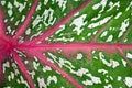 Caladium leaf background Royalty Free Stock Photo