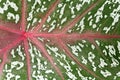 Caladium leaf background Royalty Free Stock Photo