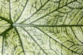 Caladium leaf background Royalty Free Stock Photo
