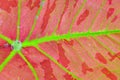 Caladium leaf background Royalty Free Stock Photo