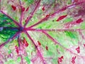 Caladium leaf background Royalty Free Stock Photo