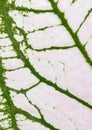 Caladium leaf background Royalty Free Stock Photo