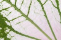 Caladium leaf background Royalty Free Stock Photo