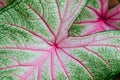 Caladium leaf detail Royalty Free Stock Photo