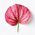 Caladium Leaf: Photorealistic Red Leaf On White Background