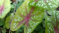 Caladium leaf with pink dots