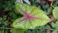 Caladium leaf with pink dots