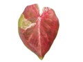 caladium leaf, Red and green with yellow smears