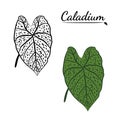 The leaves of the caladium plant.