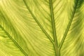 Caladium leaf transparency Royalty Free Stock Photo