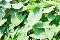 Caladium leave leaf background Royalty Free Stock Photo