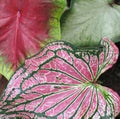 Caladium Leaves Royalty Free Stock Photo