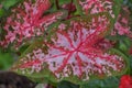 Caladium Leaves, pink and green