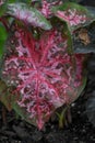 Caladium Leaves with Pink and Green